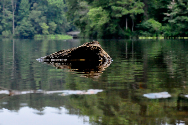 reflection that a broken log made in the water